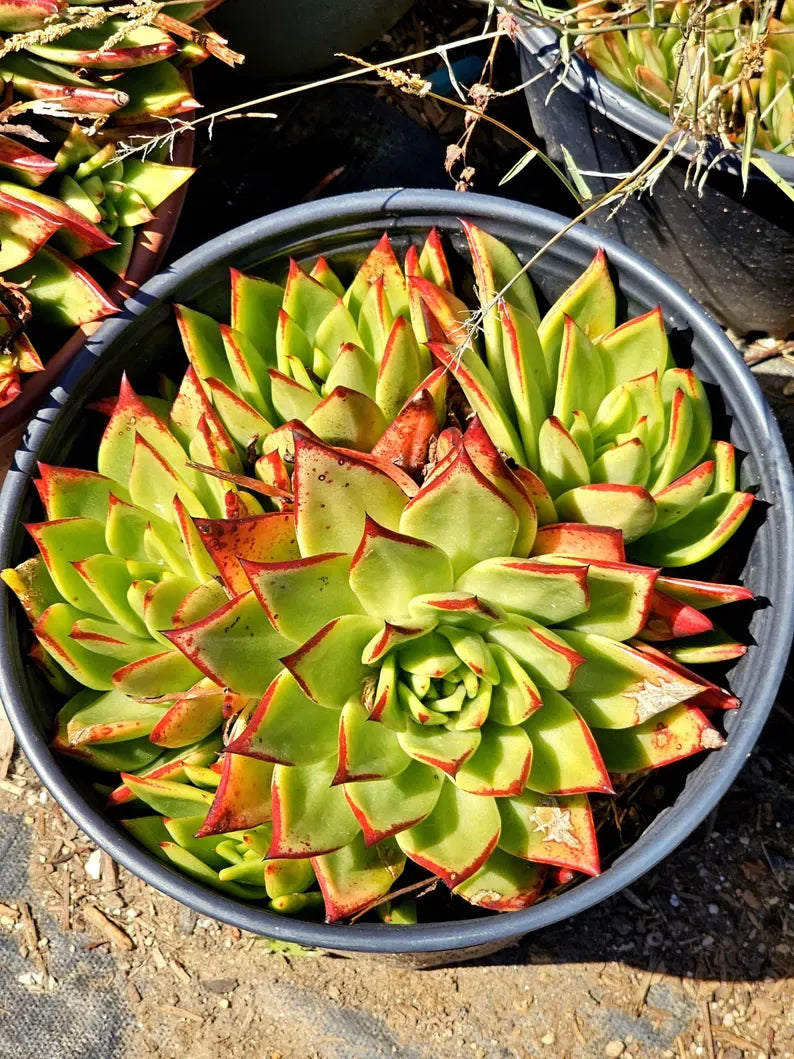 Echeveria 'Lipstick' Succulent: Rare Agavoides Form, Red Edged