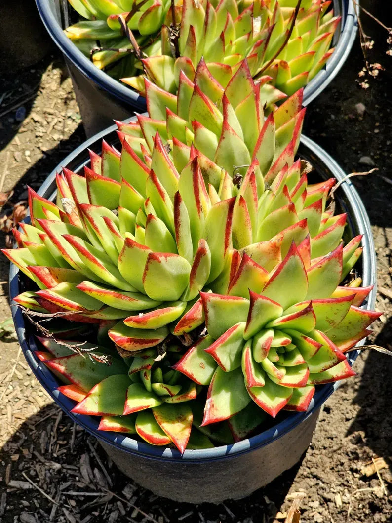 Echeveria 'Lipstick' Succulent: Rare Agavoides Form, Red Edged