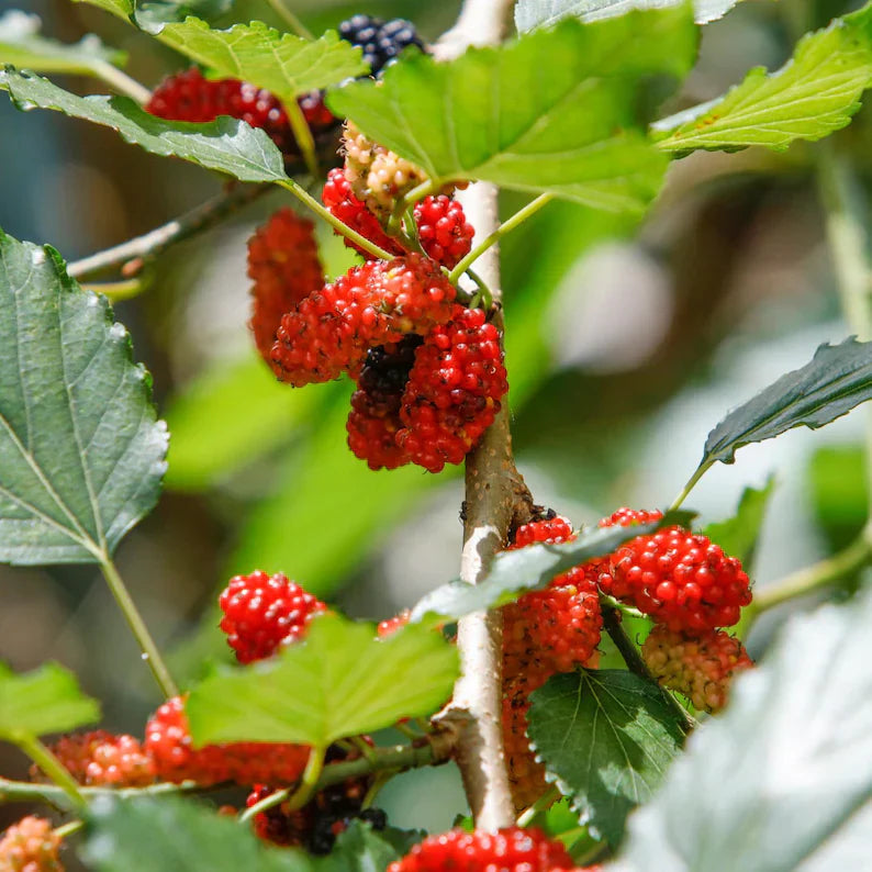 Red Mulberry Plant,  Tall - Live Fruit Tree Starter