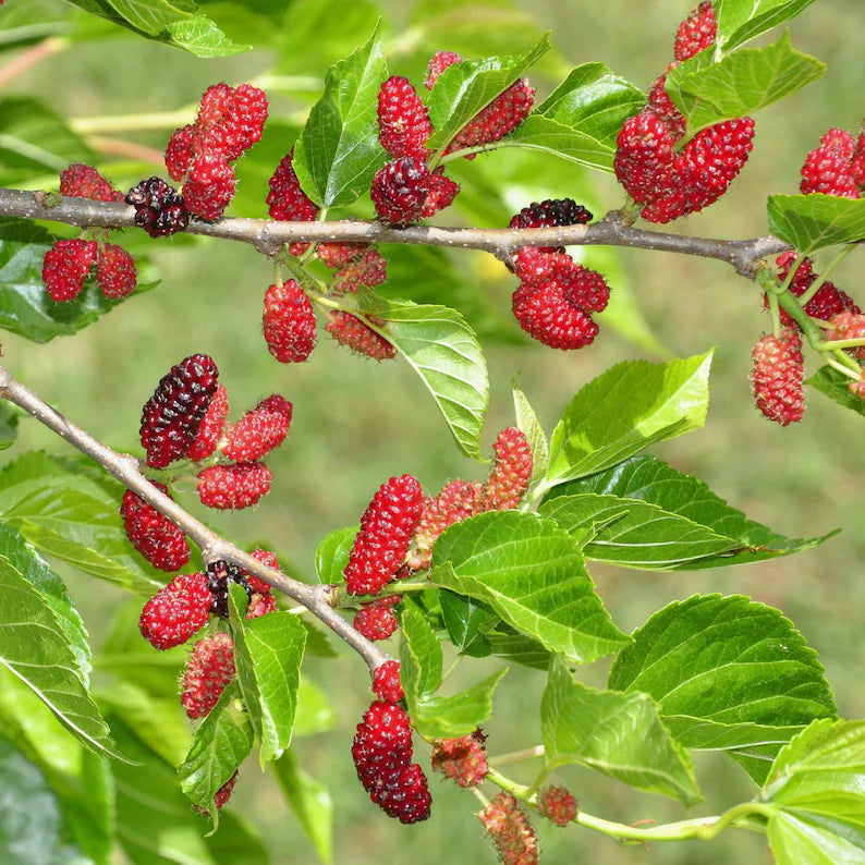 Red Mulberry Plant,  Tall - Live Fruit Tree Starter