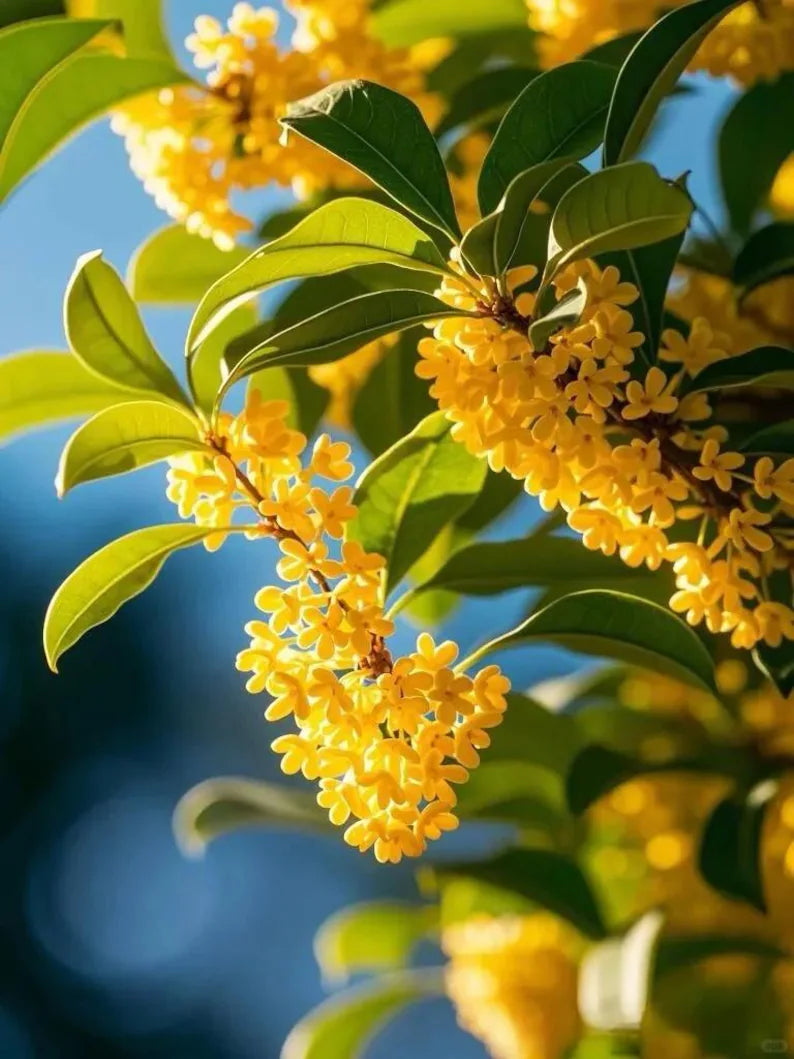 Grafted Sweet Osmanthus Sapling, Fragrant Tea Olive Tree Starter Plant for Garden