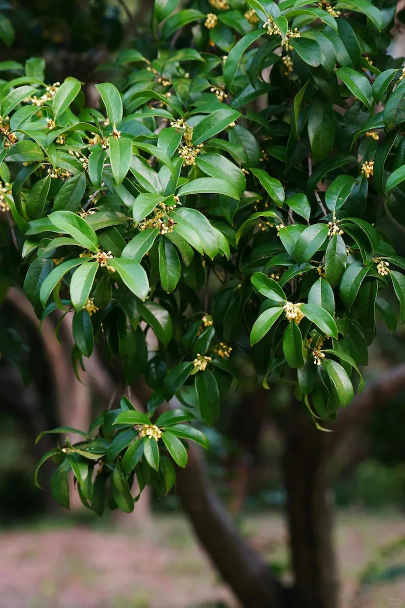 Grafted Sweet Osmanthus Sapling, Fragrant Tea Olive Tree Starter Plant for Garden