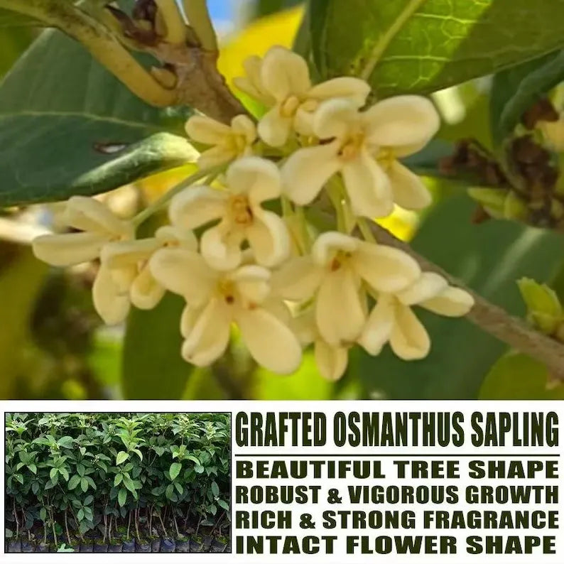 Grafted Sweet Osmanthus Sapling, Fragrant Tea Olive Tree Starter Plant for Garden
