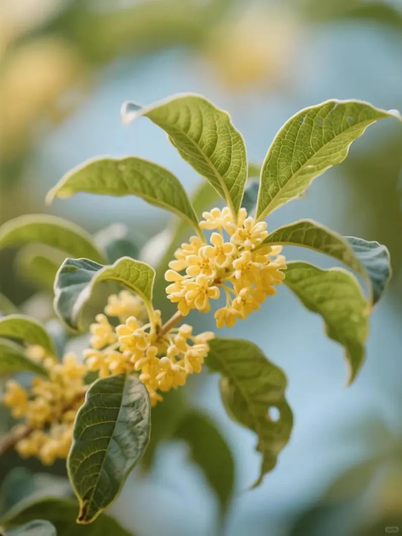 Grafted Sweet Osmanthus Sapling, Fragrant Tea Olive Tree Starter Plant for Garden