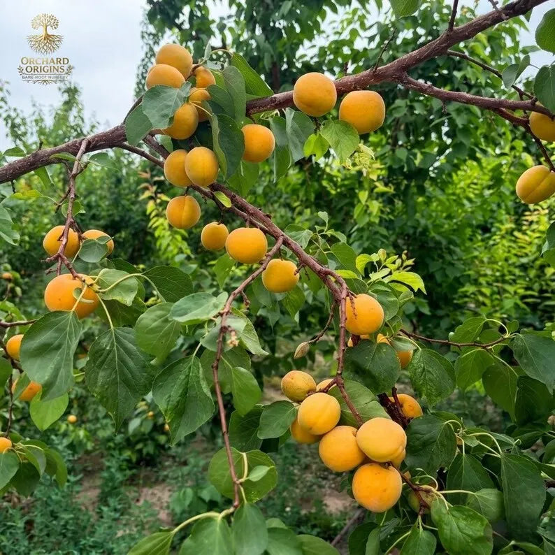 Emperor Apricot Tree Sapling – Sweet Fruit Plant, Bare Root, Easy Grow Home Garden