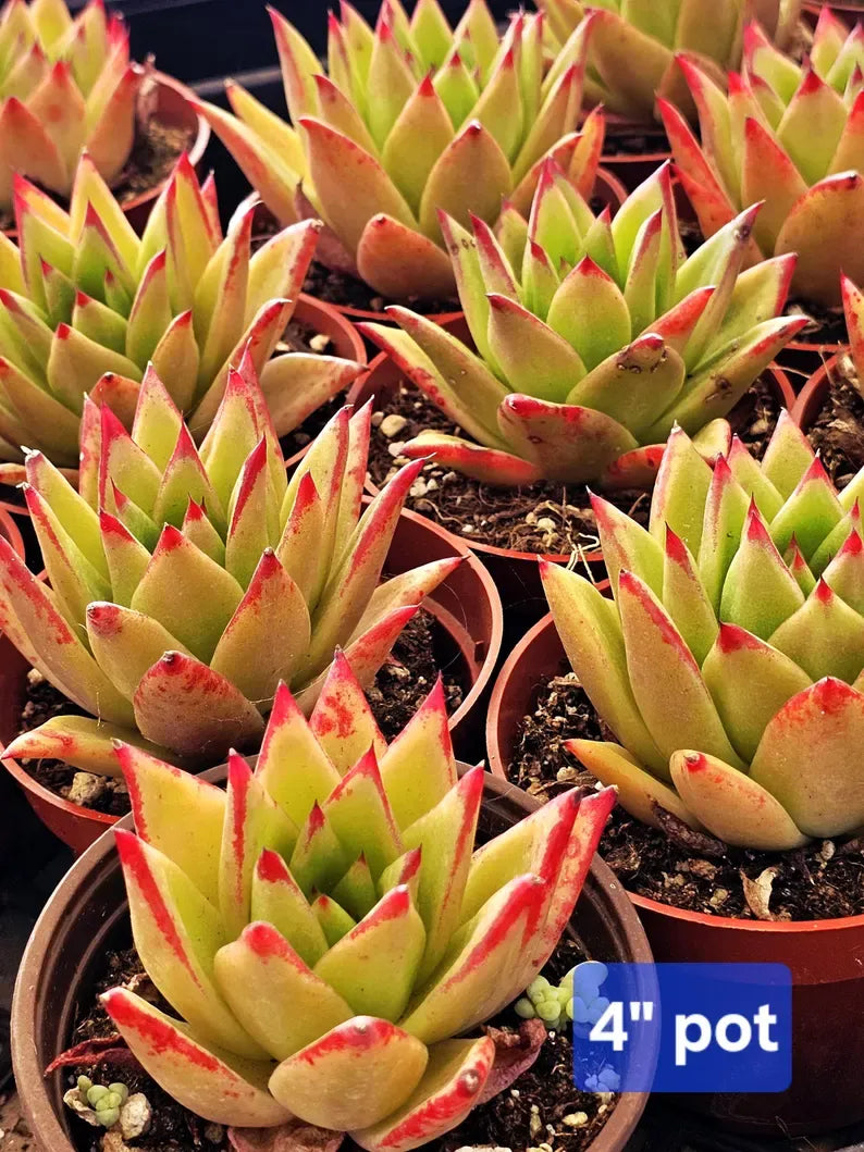 Echeveria 'Lipstick' Succulent: Rare Agavoides Form, Red Edged