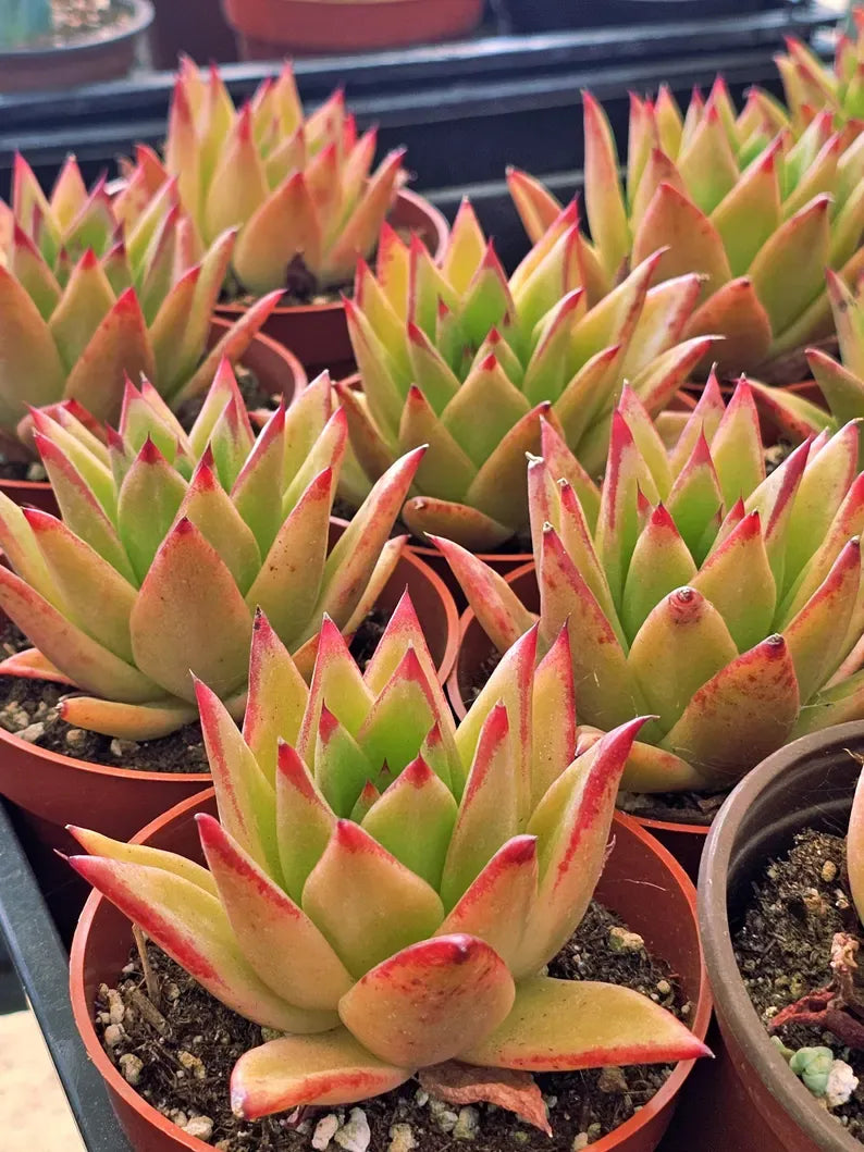 Echeveria 'Lipstick' Succulent: Rare Agavoides Form, Red Edged