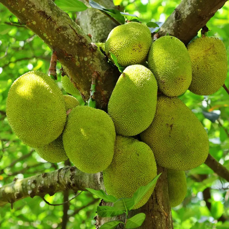 Jackfruit Seedling Live Plant, Tropical Jackfruit Tree，Sweet Yellow Fruit for Planting