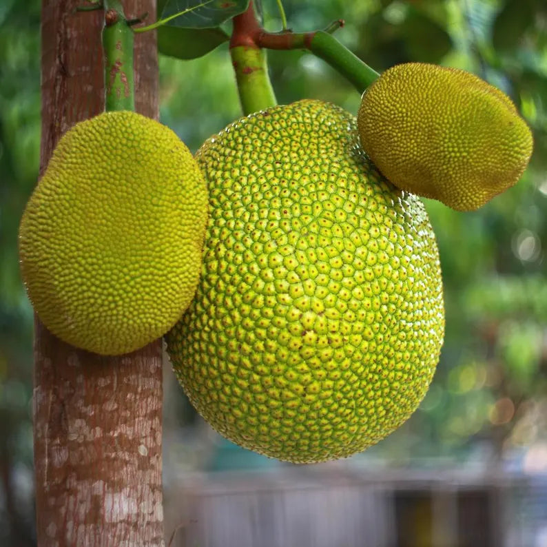Jackfruit Seedling Live Plant, Tropical Jackfruit Tree，Sweet Yellow Fruit for Planting