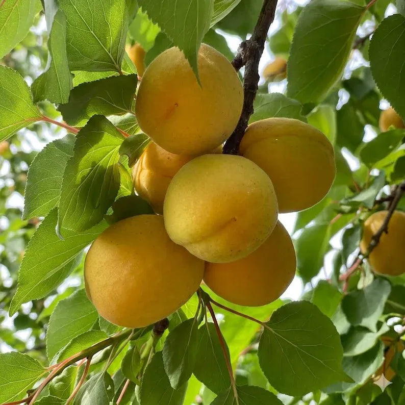 Emperor Apricot Tree Sapling – Sweet Fruit Plant, Bare Root, Easy Grow Home Garden
