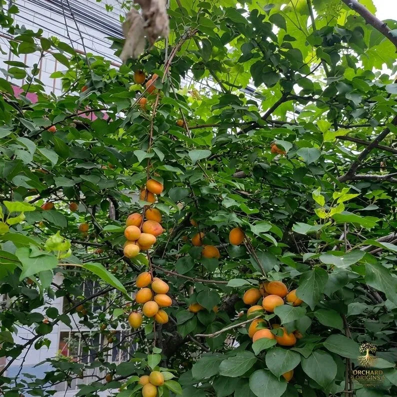 Emperor Apricot Tree Sapling – Sweet Fruit Plant, Bare Root, Easy Grow Home Garden