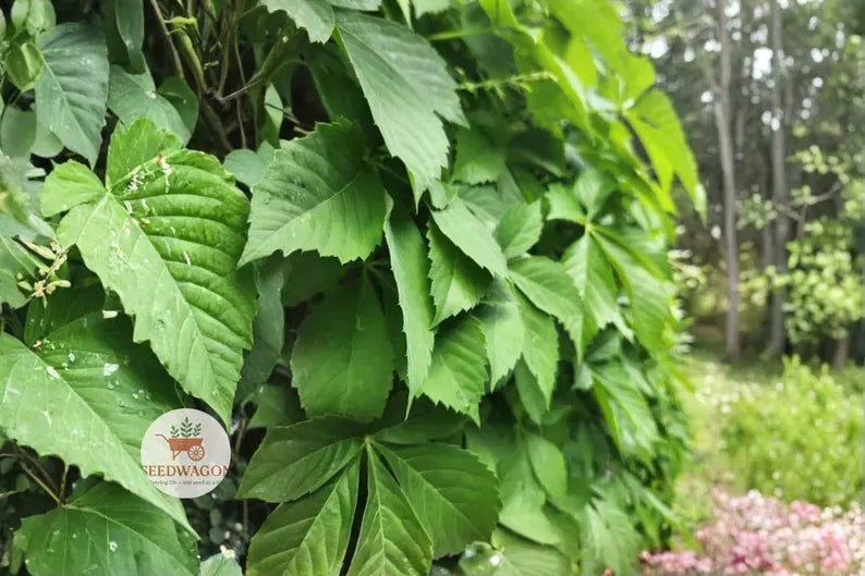 Virginia Creeper Bare Root Plants – Native Climbing Vine, Red Fall Color