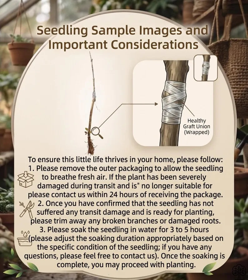 Seedling Project 2026 Grafted Wax Apple Tree Seedling Syzygium samarangense Bare Root Java Apple Live Plant for Home Orchard