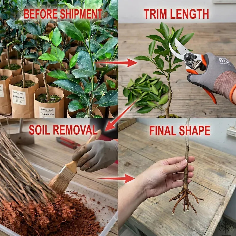Seedling Project 2026 Grafted Wax Apple Tree Seedling Syzygium samarangense Bare Root Java Apple Live Plant for Home Orchard