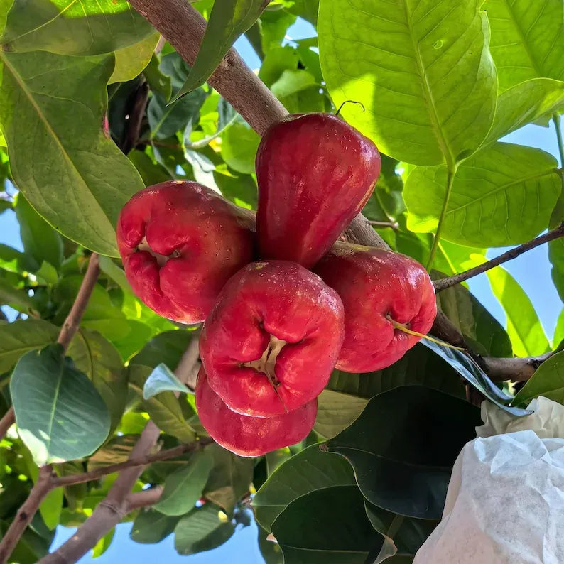 Seedling Project 2026 Grafted Wax Apple Tree Seedling Syzygium samarangense Bare Root Java Apple Live Plant for Home Orchard