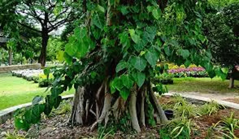 6“ Sacred Bodhi Tree Ficus Religiosa
