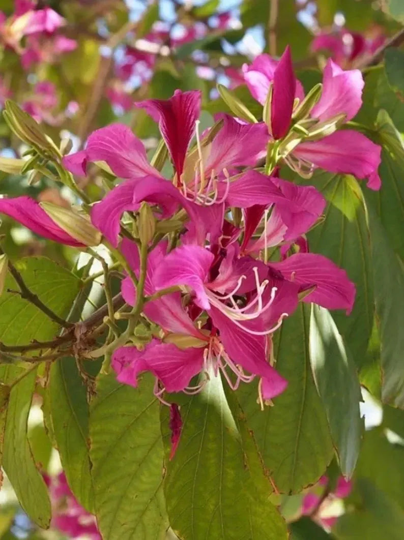 Purple Orchid Tree small tree starter / Bauhinia Purpurea - Butterfly Tree