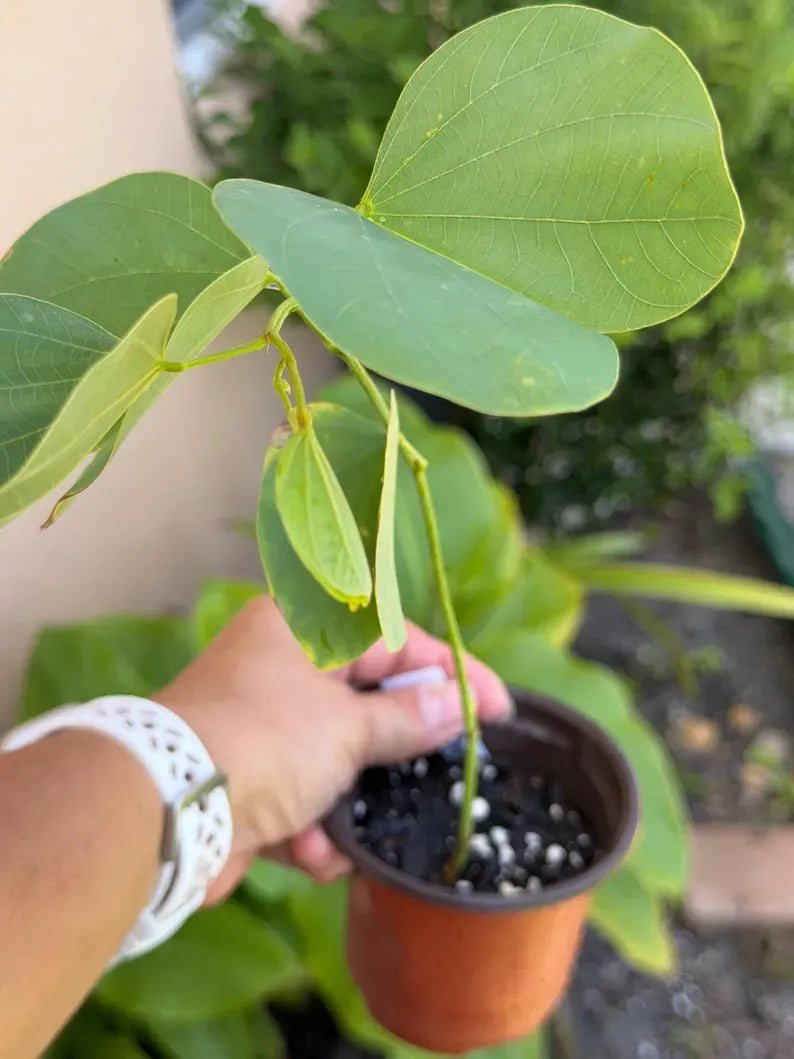 Purple Orchid Tree small tree starter / Bauhinia Purpurea - Butterfly Tree