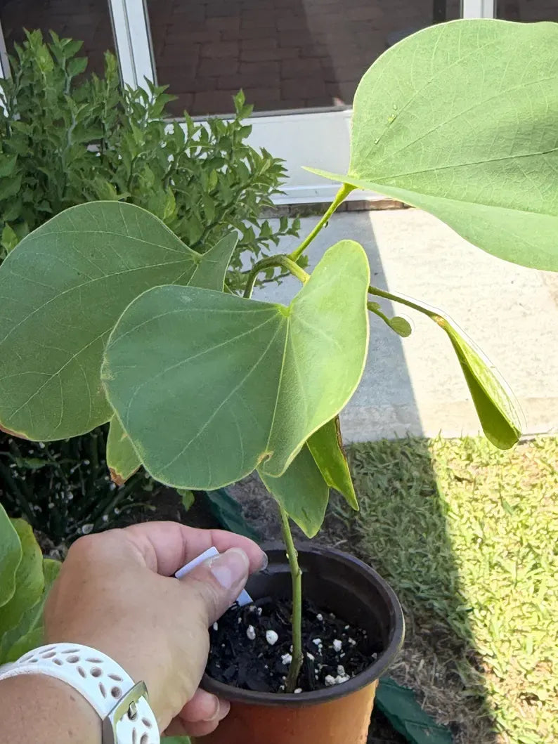 Purple Orchid Tree small tree starter / Bauhinia Purpurea - Butterfly Tree