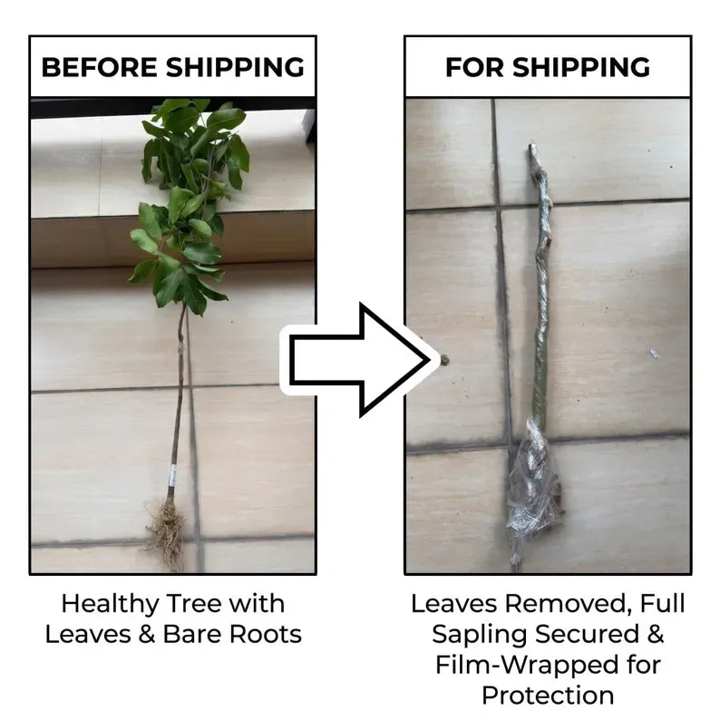 Sweet Sapphire Seedless Grape Sapling Live Moon Drops Black Grape Plant