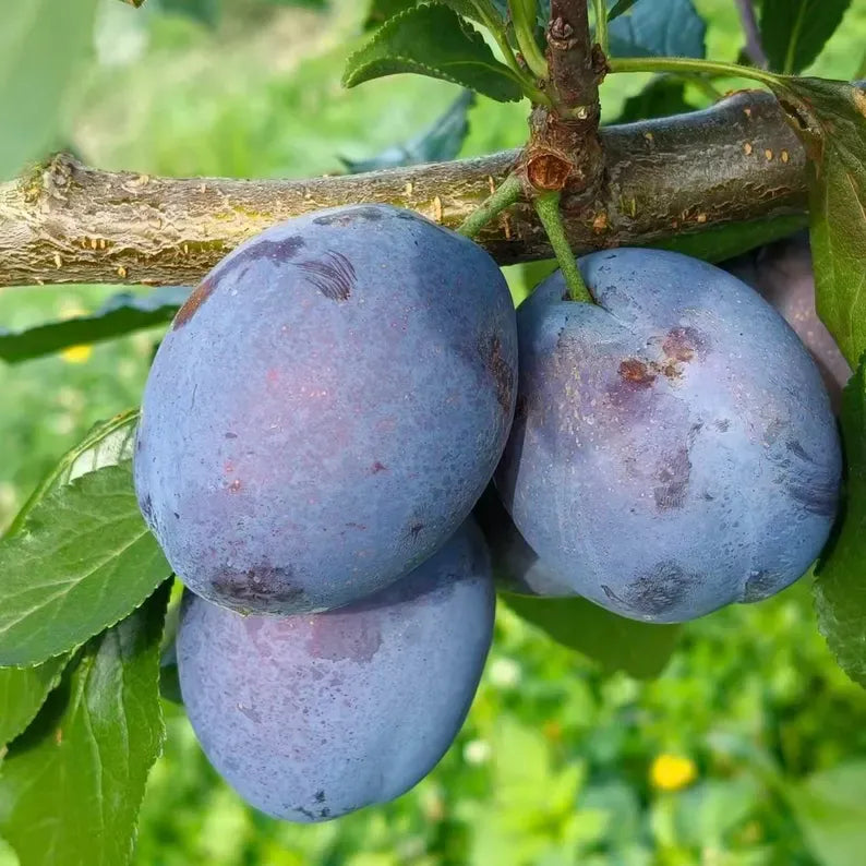 Grafted Sugar Plum Tree Sapling: European Sweet Prune Fruit Plant for Backyard Orchard