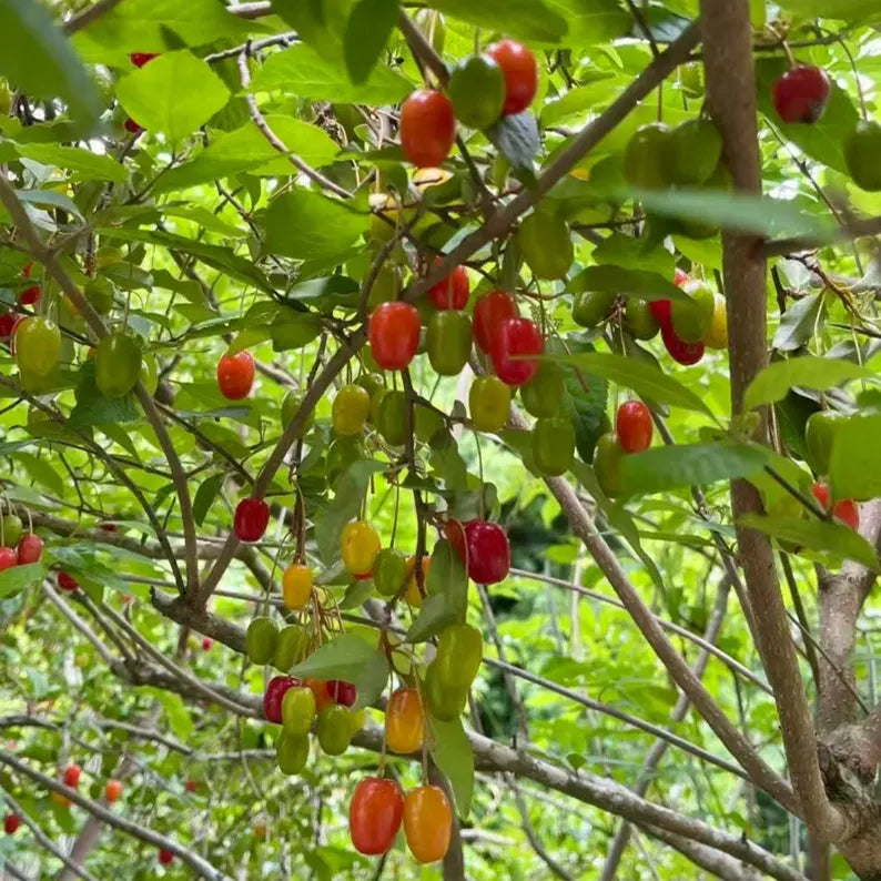Goumi Berry Bush: Grafted, Bare Root, Sweet Tart Red Fruit Plant (Nitrogen Fixing Shrub)