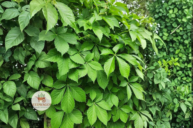Virginia Creeper Bare Root Plants – Native Climbing Vine, Red Fall Color