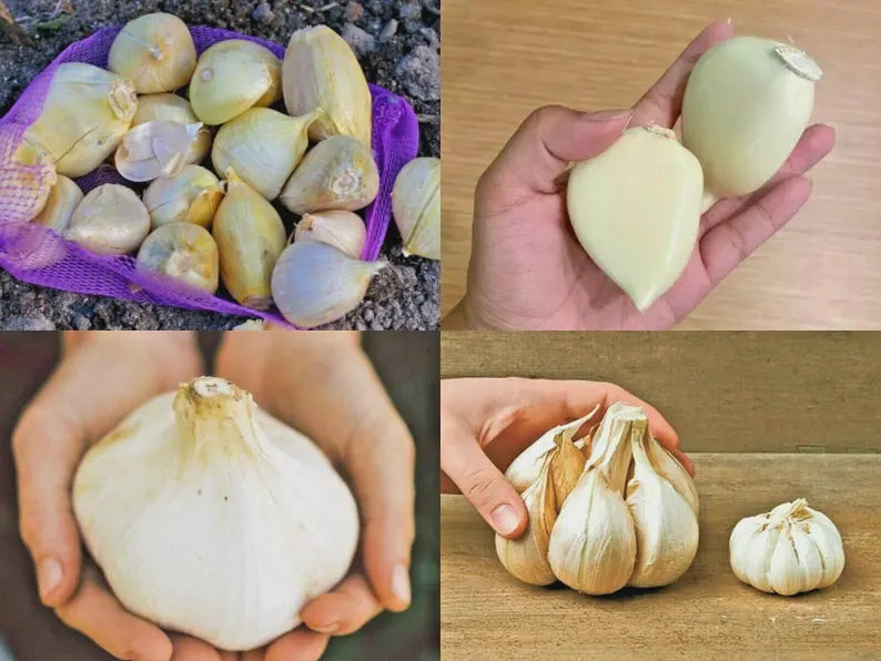 Giant Elephant Garlic Bulbs – Mild Gourmet Flavor, Non-GMO Planting Stock