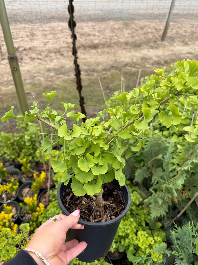 Ginkgo biloba 'Troll' #1 Container Size, Slow-Growing Dwarf