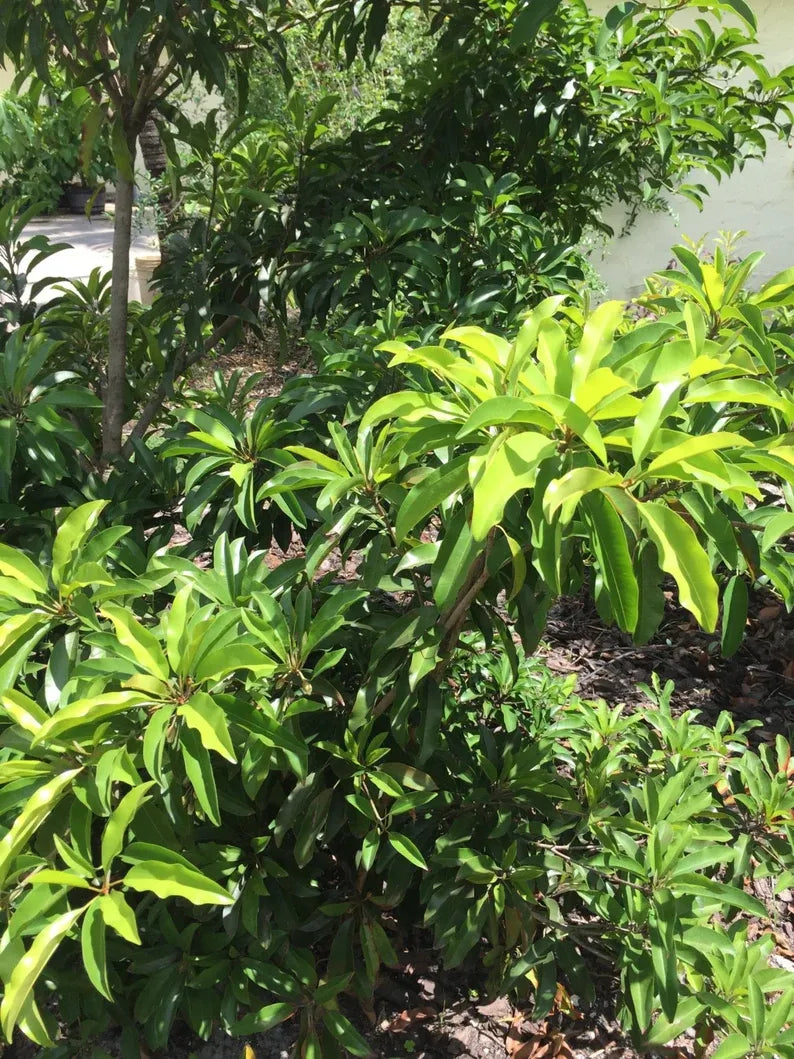Sapodilla Manilkara ZTree Starter PLANT Seedling