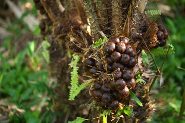 Rare Salak Seeds Snake Fruit Palm Tropical Garden Plant