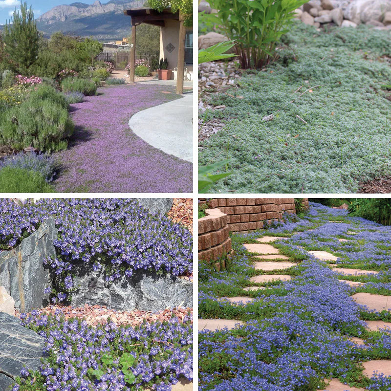 Tread On Me Evergreen Groundcover Collection