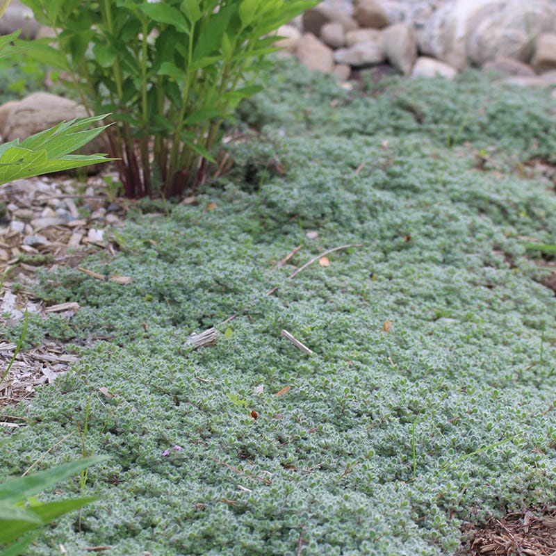 Tread On Me Evergreen Groundcover Collection