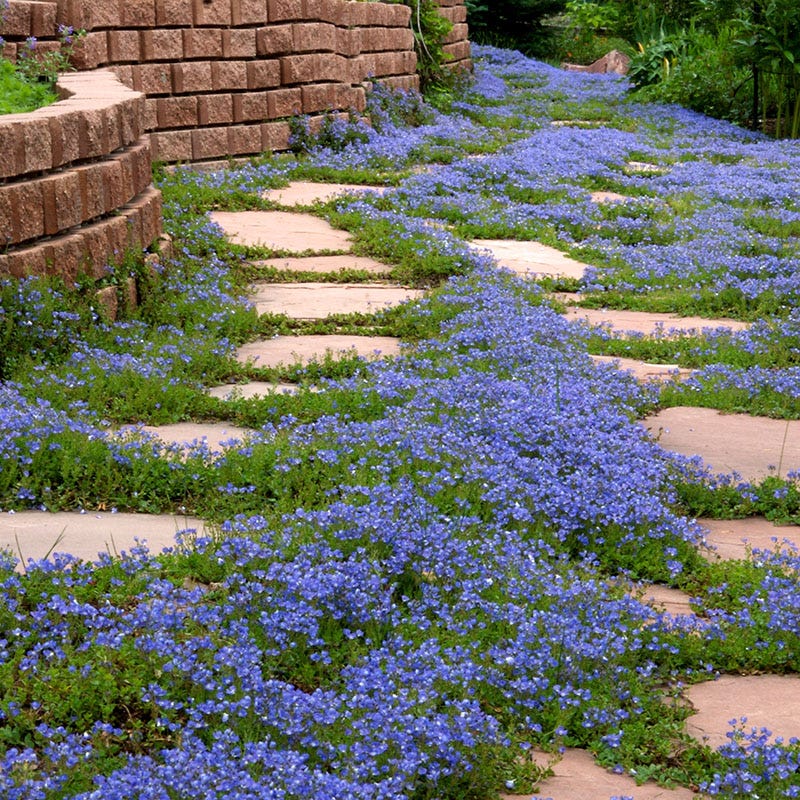 Tread On Me Evergreen Groundcover Collection