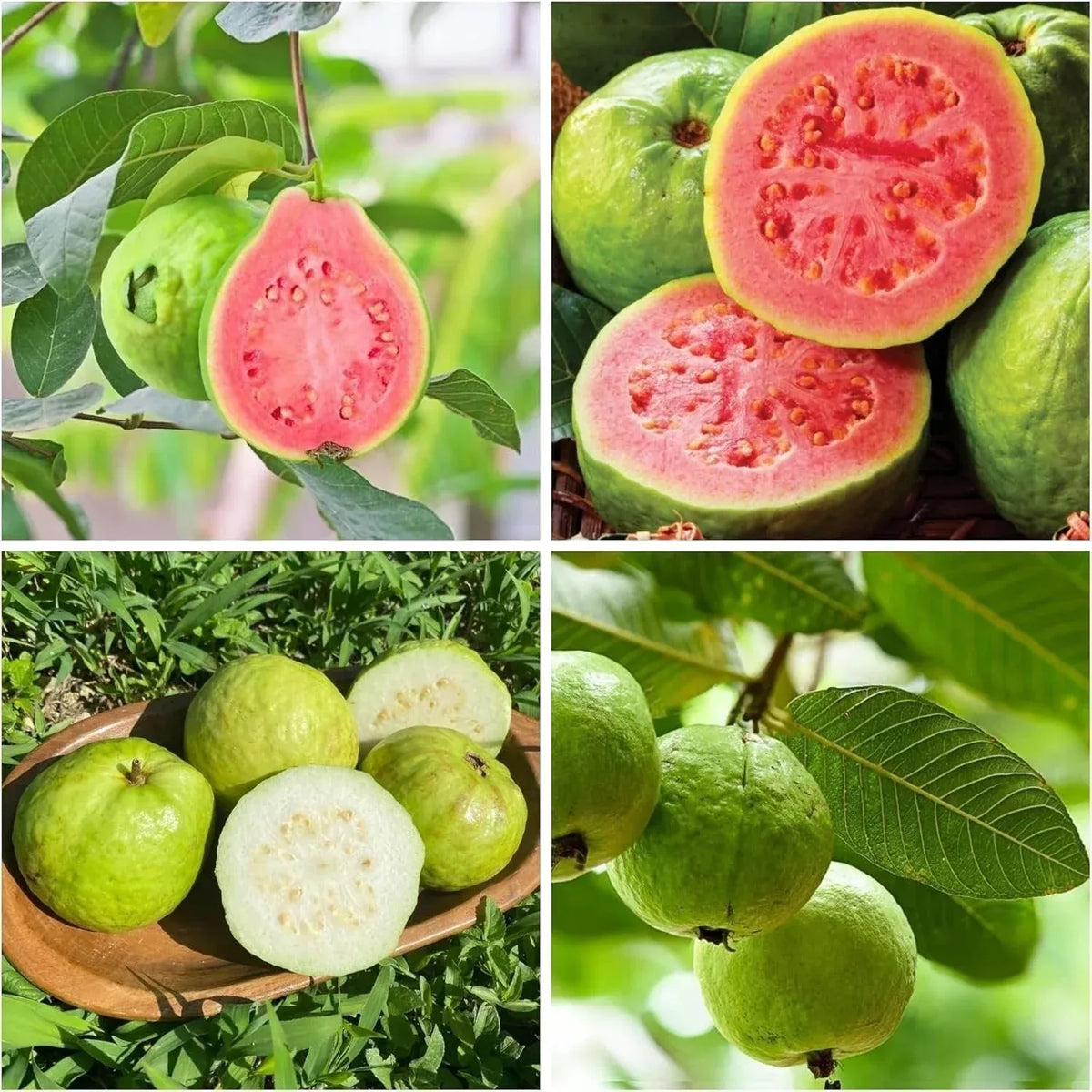 Tropical Guava Growing Kit for Pots &Gardens