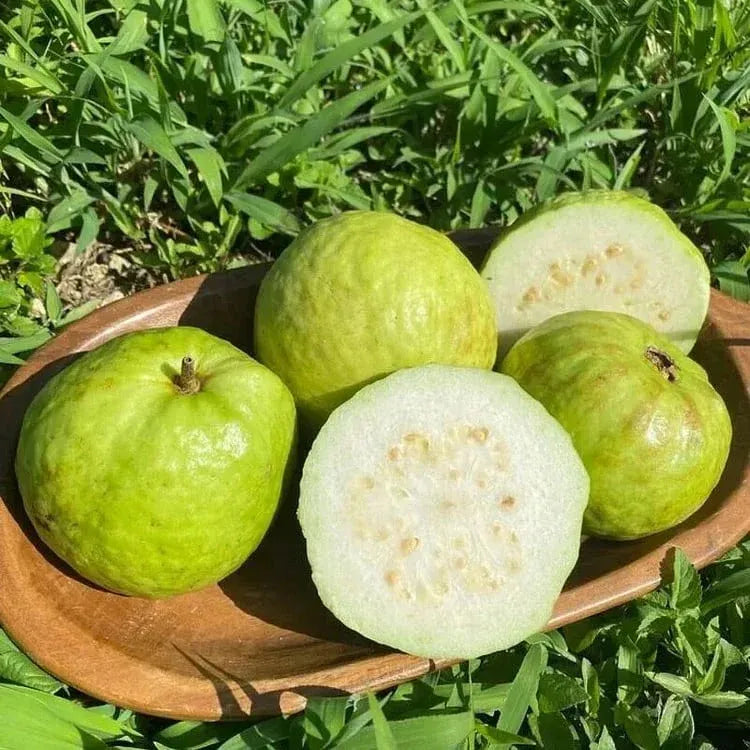 Tropical Guava Growing Kit for Pots &Gardens