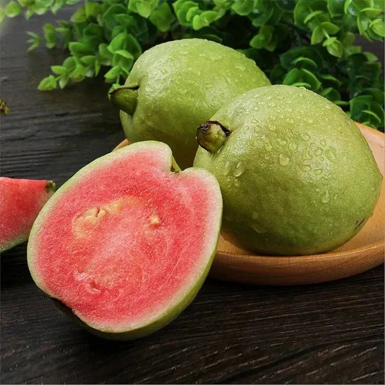 Tropical Guava Growing Kit for Pots &Gardens