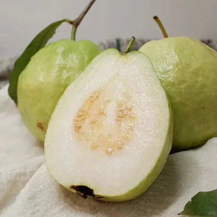 Tropical Guava Growing Kit for Pots &Gardens