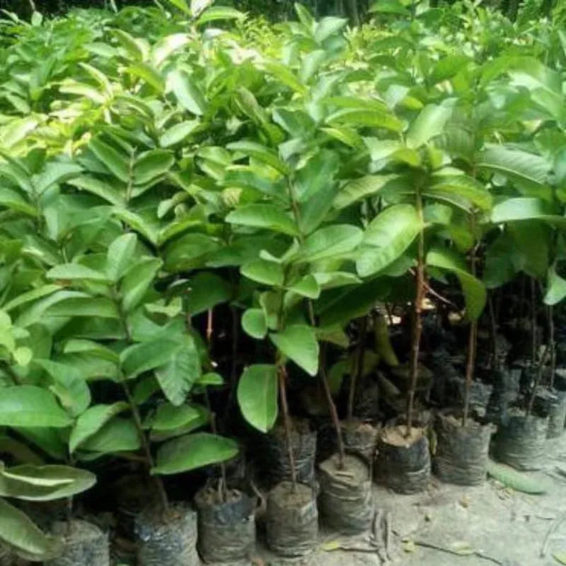 Tropical Guava Growing Kit for Pots &Gardens