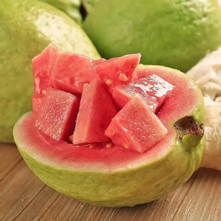 Tropical Guava Growing Kit for Pots &Gardens
