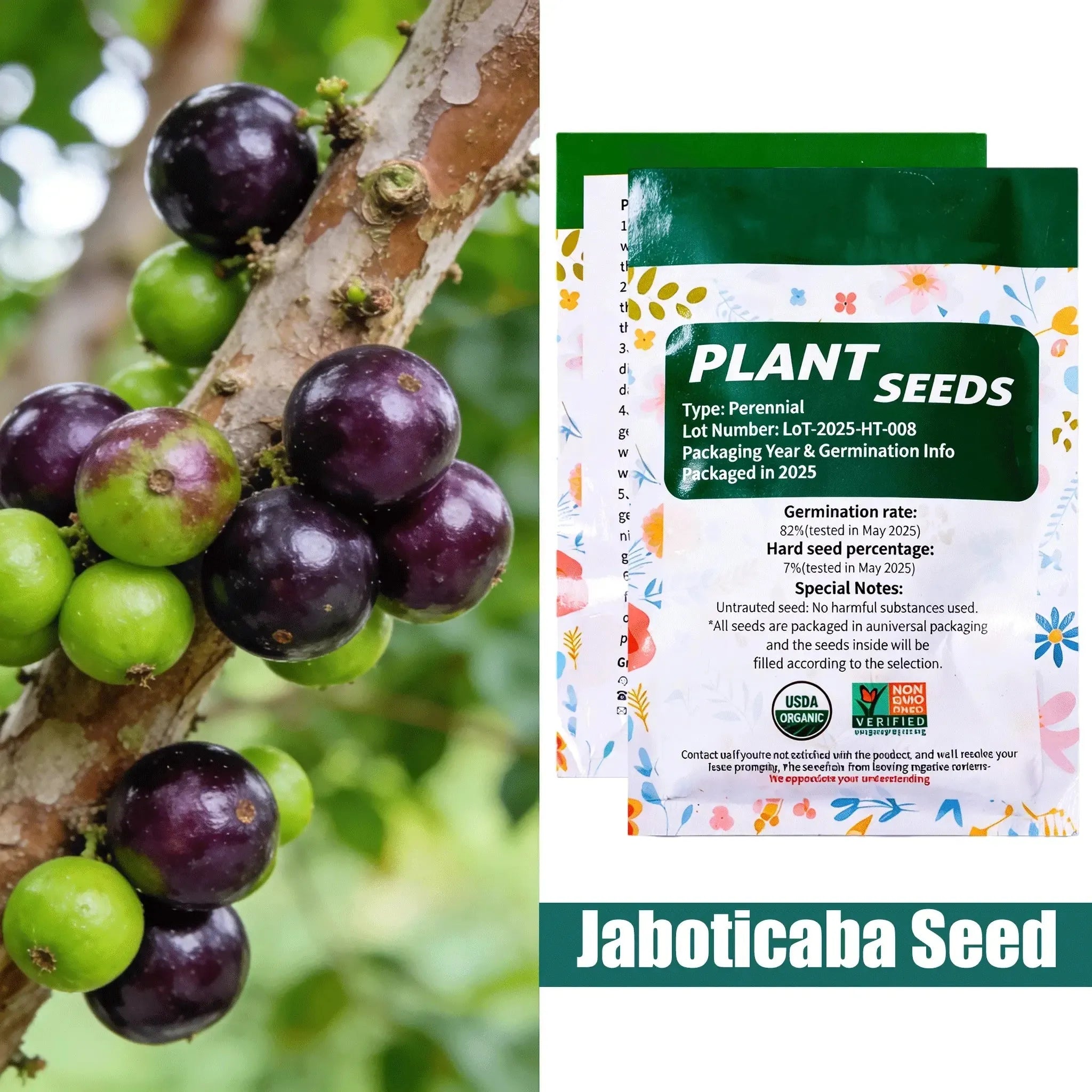 Jaboticaba Exotic Fruit Plant  forHome Garden