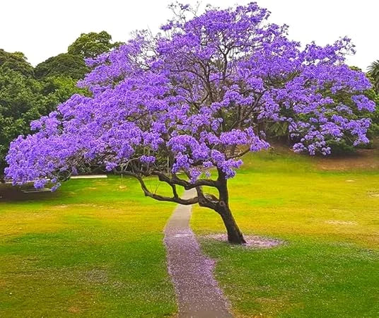 Jacaranda Tree Live Plant Seedling  – Outdoor Planting