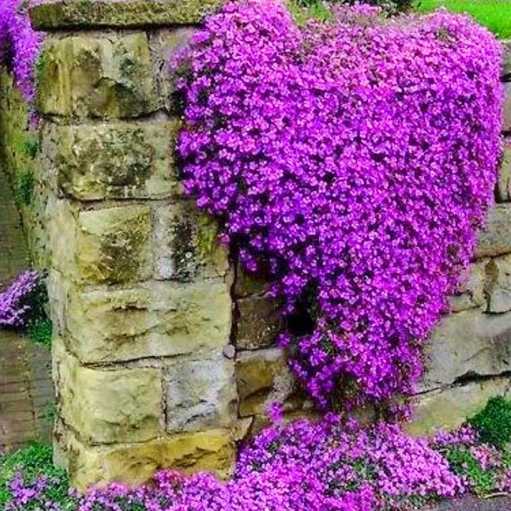 Creeping Thyme Homegrown SeedsEasy to Plant and Grow Non-GMOPerennial Flower Premium Seeds