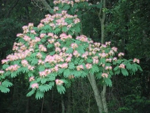 Cultivate the beauty of a Pink Mimosa Tree sapling in your landscape. This 6+ inch Albizia julibrissin bare root live plant is ready for planting, promising delicate pink, feathery blooms and unique foliage, making it a stunning addition to any garden.