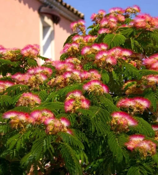 Cultivate the beauty of a Pink Mimosa Tree sapling in your landscape. This 6+ inch Albizia julibrissin bare root live plant is ready for planting, promising delicate pink, feathery blooms and unique foliage, making it a stunning addition to any garden.
