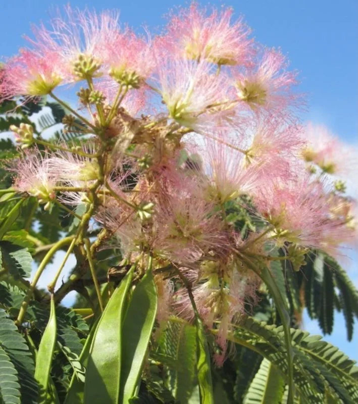 Cultivate the beauty of a Pink Mimosa Tree sapling in your landscape. This 6+ inch Albizia julibrissin bare root live plant is ready for planting, promising delicate pink, feathery blooms and unique foliage, making it a stunning addition to any garden.