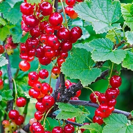 Red Currant Bush Live Plant – 5-9 Inch Tall Fruit Tree – Well Rooted