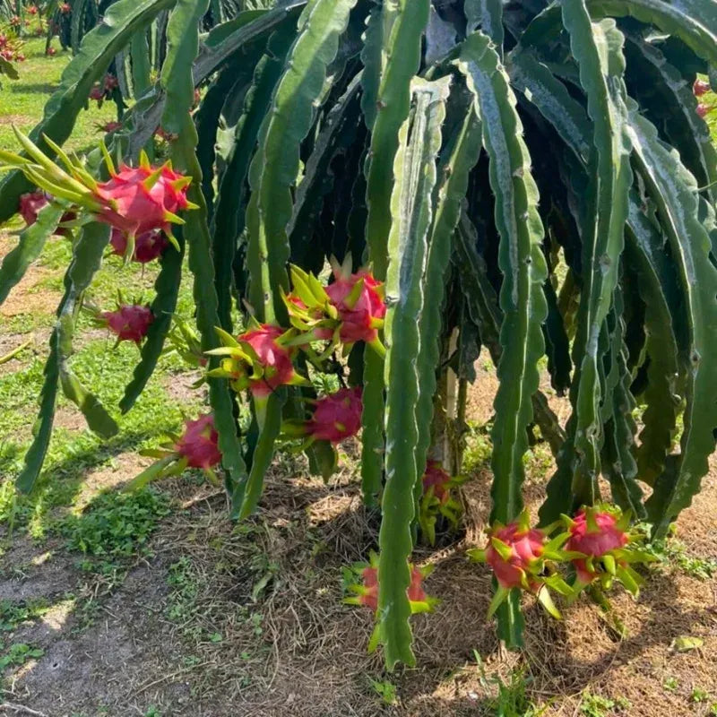 Red Dragon Fruit Live Plant – Inch Tropical Tree for Home Garden seedling