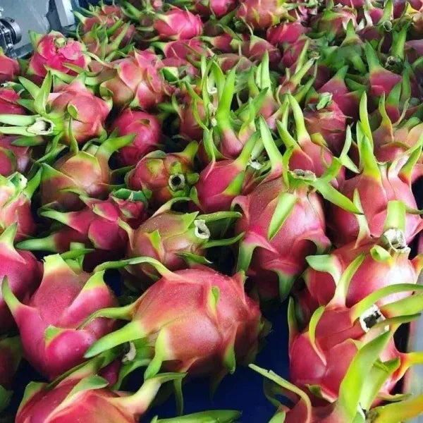Red Dragon Fruit Live Plant – Inch Tropical Tree for Home Garden seedling
