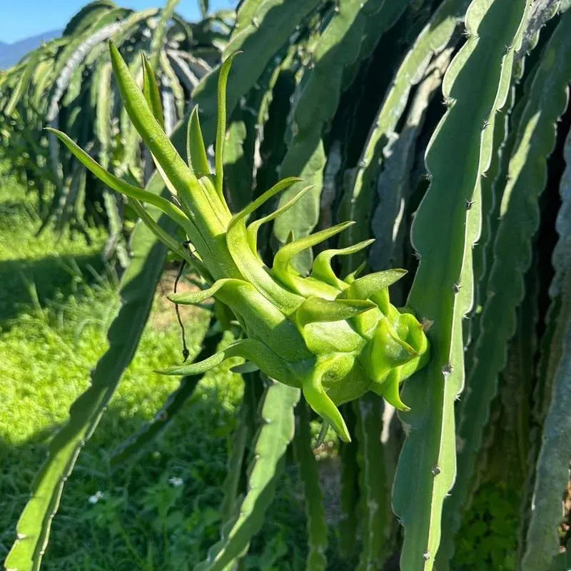 Red Dragon Fruit Live Plant – Inch Tropical Tree for Home Garden seedling